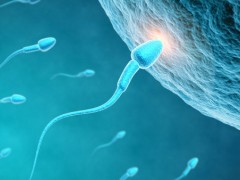 四种辐射威胁男性精子的生成