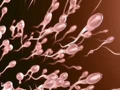 禁欲和腮腺炎会导致男性不育
