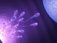 没排出的精子和卵子都跑哪了？带你揭秘精子和卵子的漫游史
