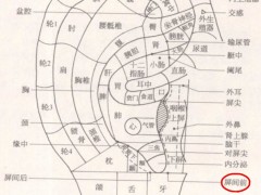 屏间前耳穴，屏间前耳穴准确位置图和作用及功效