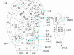 高血压点耳穴，高血压点耳穴准确位置图和作用及功效