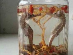 海马酒(治疗阳痿药酒配方)