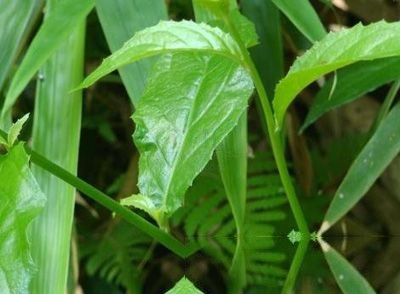 东风菜根图片